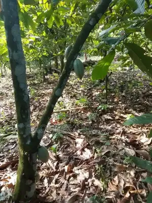 For Sale 100 Acre's of Land at Ilesa Osogbo Rd