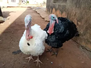 Matured Male Turkey 