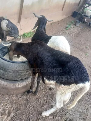 Ram for Sell at Affordable Price