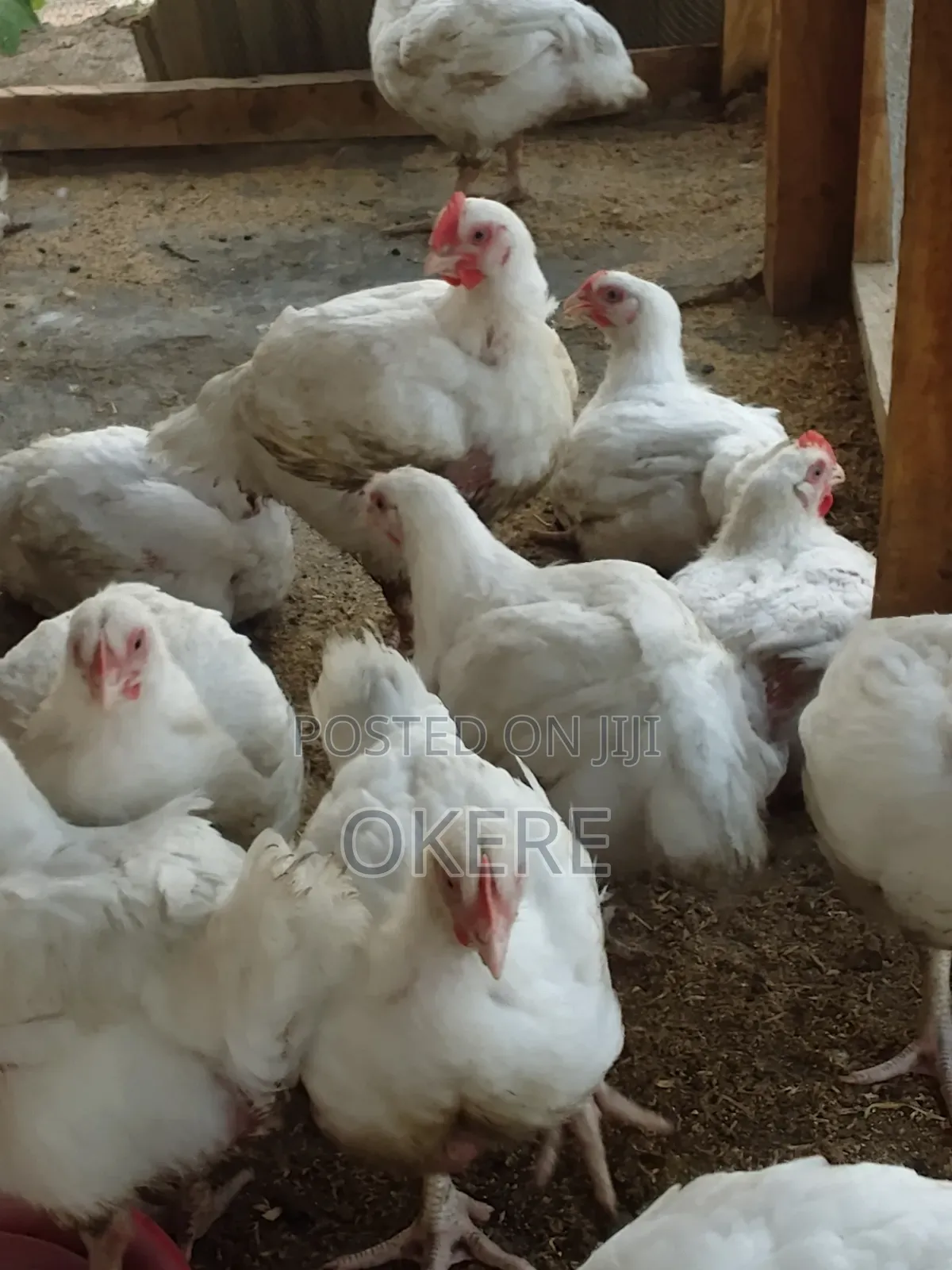 Broilers, Day Old, Two Weeks Old , Six Weeks