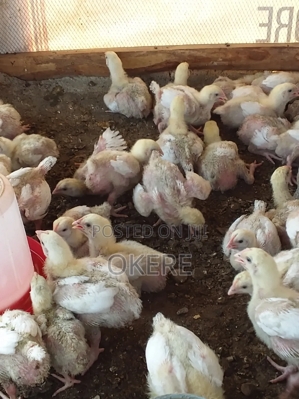 Broilers, Day Old, Two Weeks Old , Six Weeks
