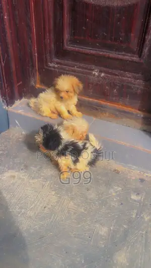 1-3 months Female Purebred Lhasa Apso