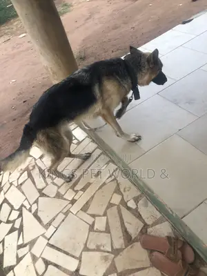 1+ year Female Purebred German Shepherd