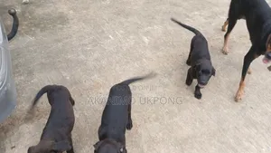 1-3 months Male Mixed Breed Cane Corso