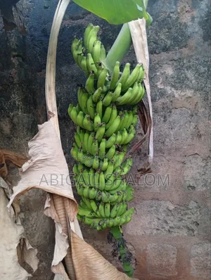 Hybrid Banana Suckers (Starts Fruiting at 8months)