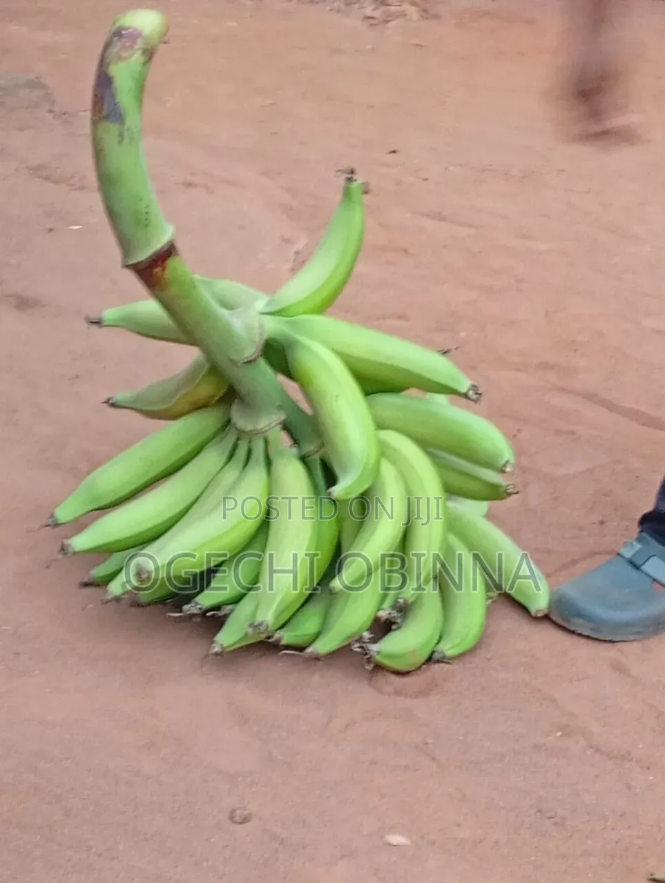 Giant Elephant Suckers