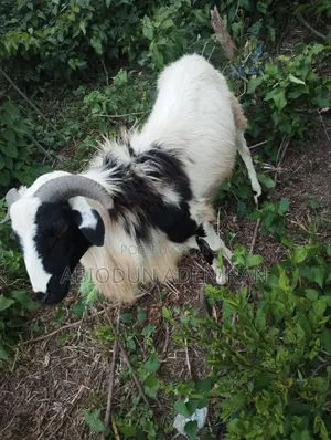 Ram, Cow Goats for Sale