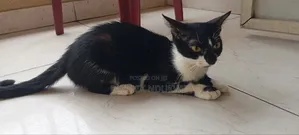 1+ year Female Mixed Breed Tabby