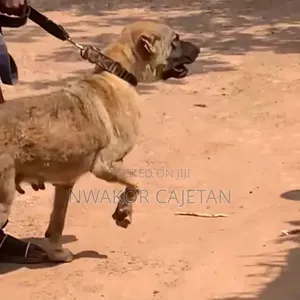 1+ year Female Purebred Caucasian Shepherd