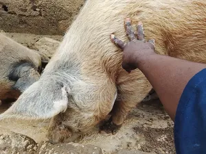 Quality Farm Pigs and Piglets Available