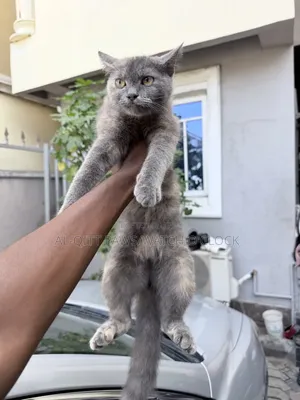 1-3 months Female Purebred British Shorthair