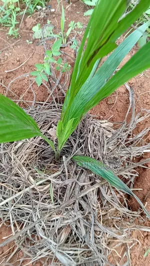 Hybrid Tenera Seedlings