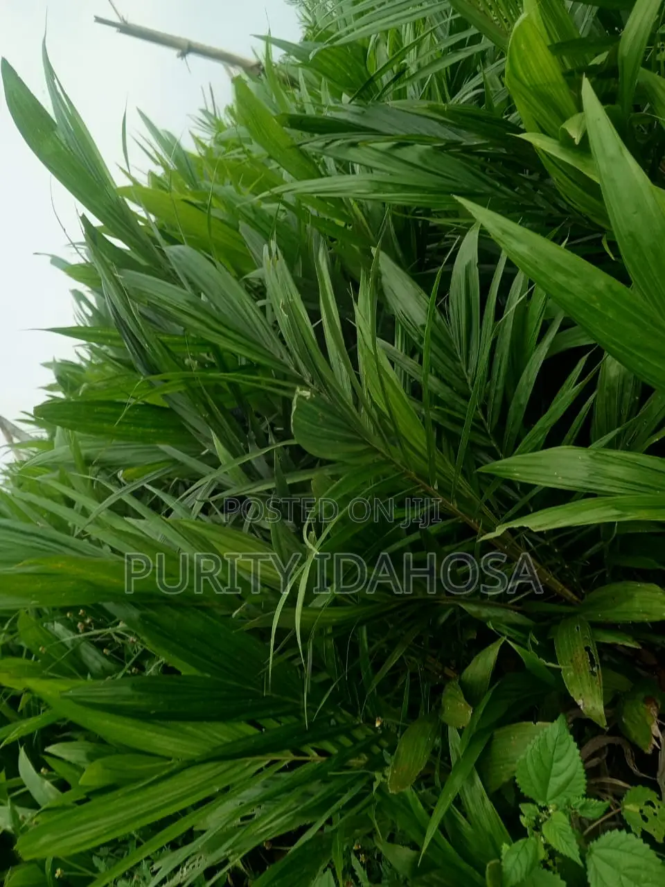 Malaysia Super Gene