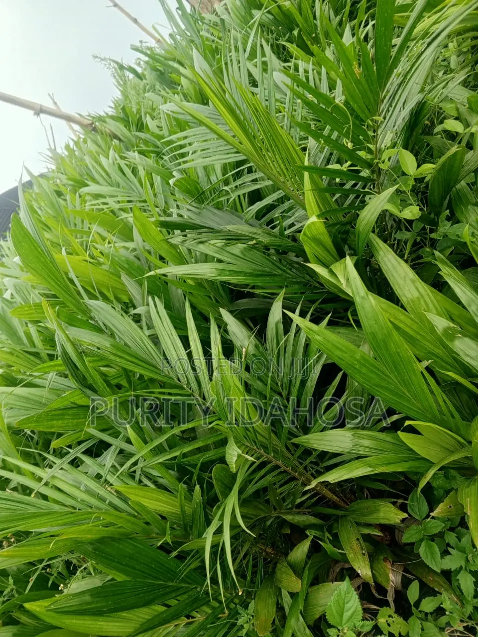 Malay Gene