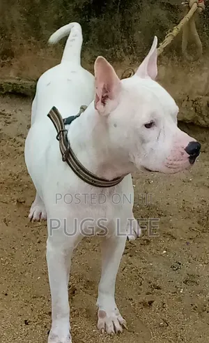 1+ year Male Purebred American Bully