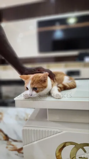 1-3 months Male Purebred Turkish Angora