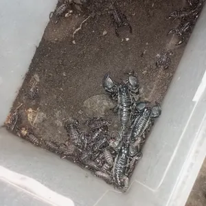Exotic Pets _Arachnid Available