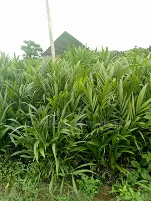Malaysia Supergene Seedlings Here for You Really One