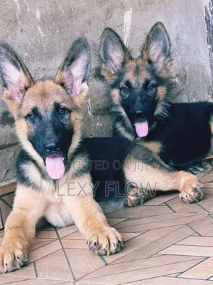 1-3 months Male Purebred German Shepherd