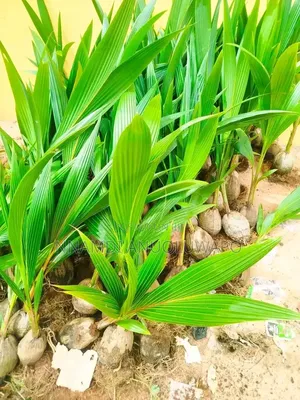 Hybrid Dwarf Coconut