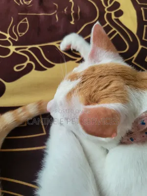 6-12 months Female Purebred American Shorthair