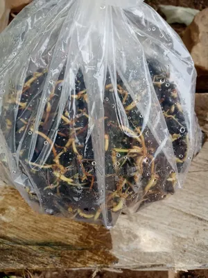 Introducing the Supergene Oil Palm Sprouted Nuts