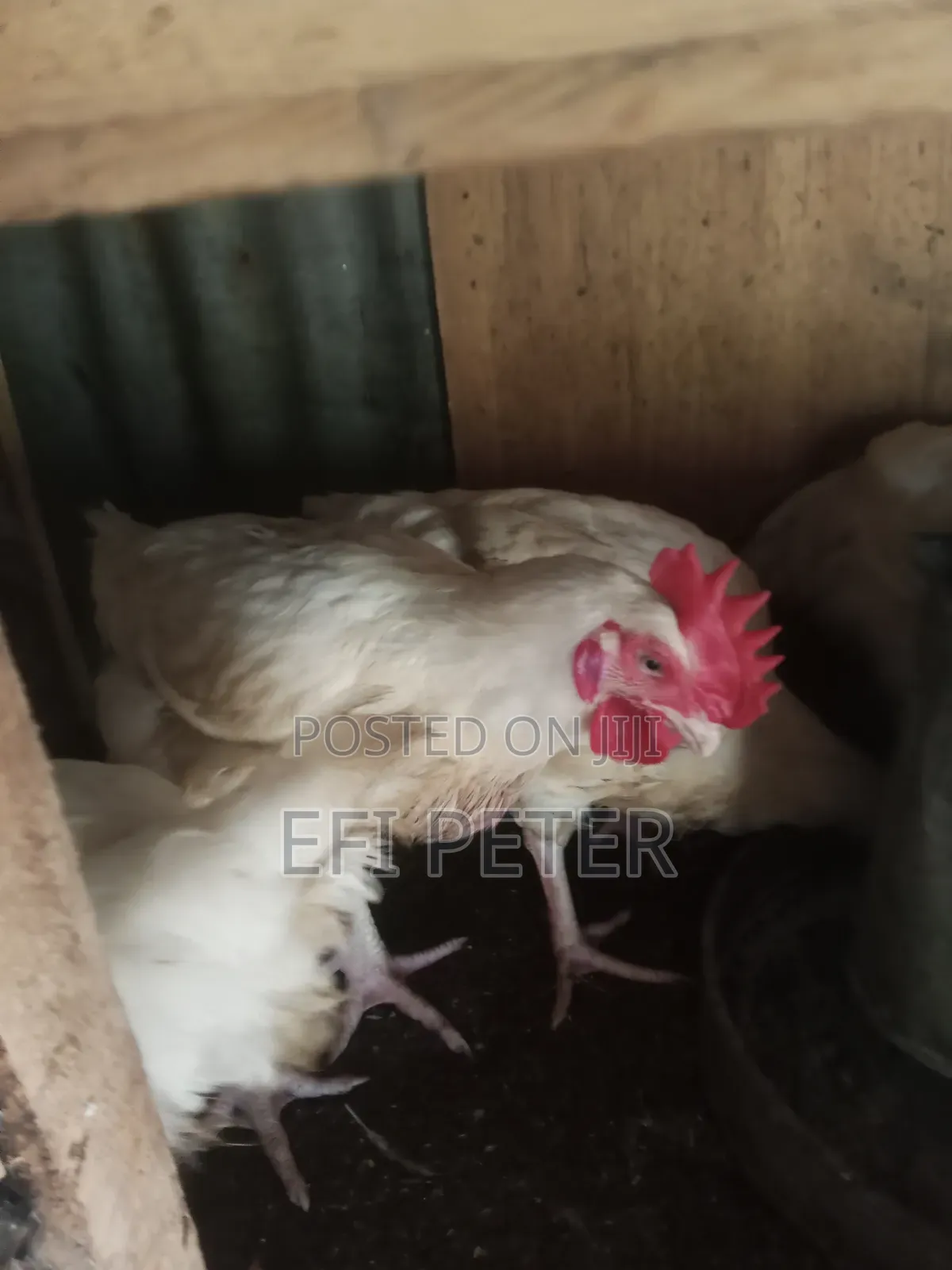 Matured Broilers
