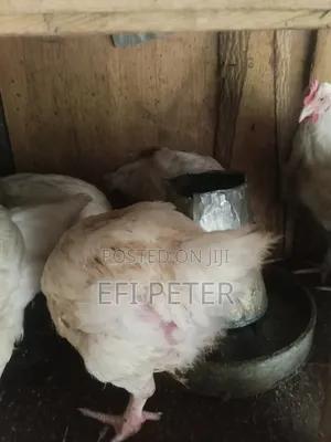 Matured Broilers