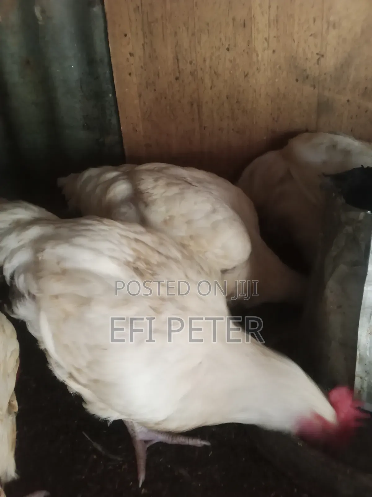 Matured Broilers