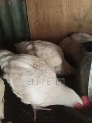 Matured Broilers