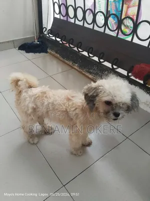 6-12 months Female Purebred Lhasa Apso