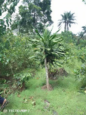 2 Plots Agricultural Land for Immediate Sale