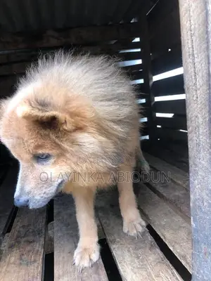 6-12 months Female Purebred Chow Chow