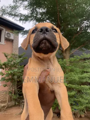 1-3 months Female Purebred Boerboel