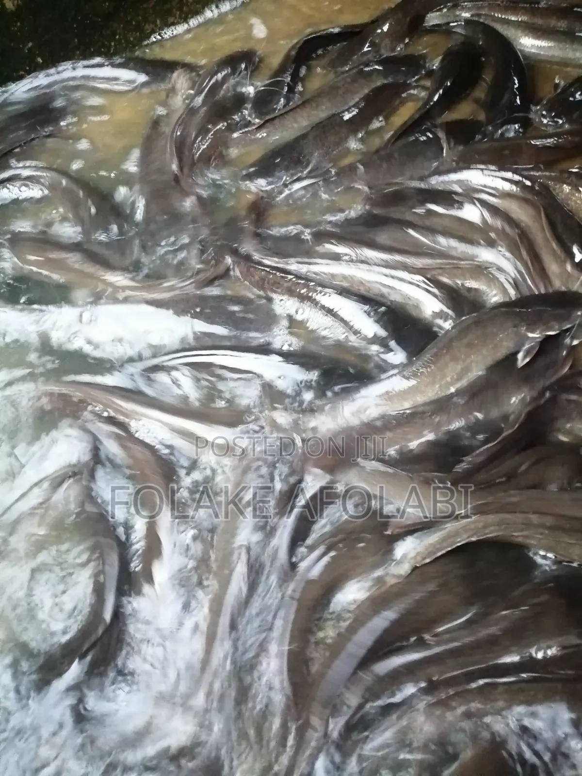 Live Catfish