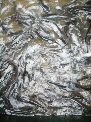 Live Catfish