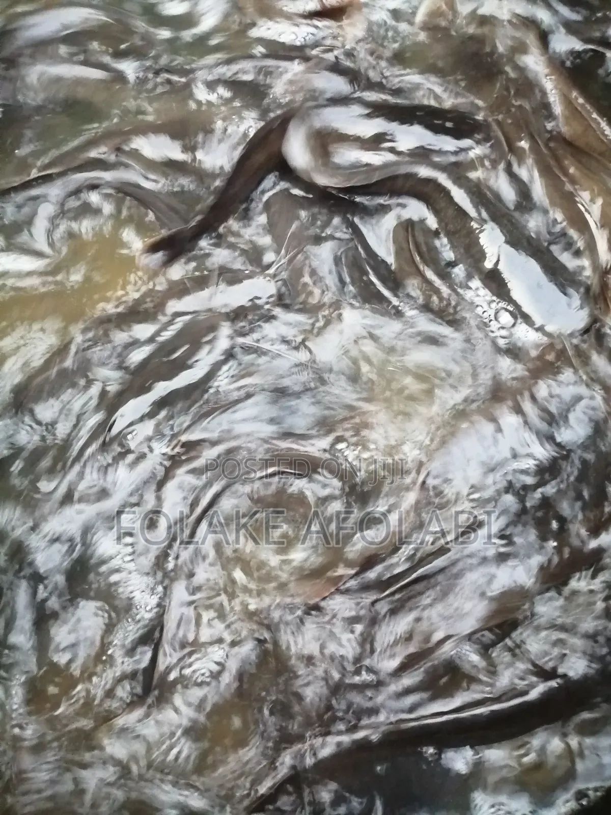Live Catfish