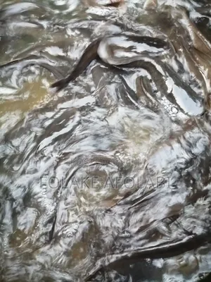 Live Catfish