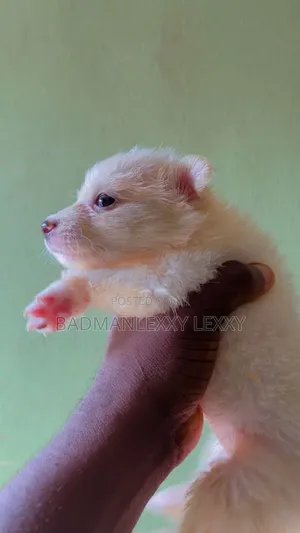 1-3 months Male Purebred American Eskimo