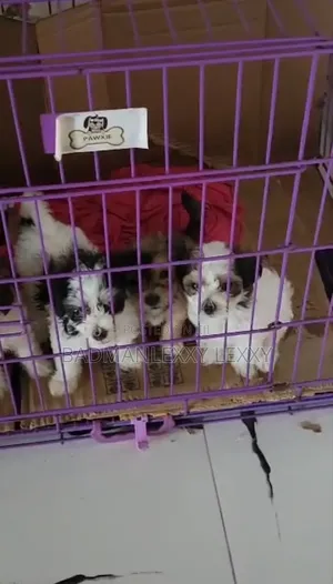 1-3 months Male Purebred Lhasa Apso
