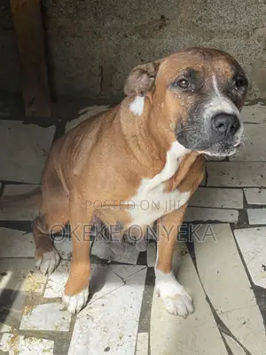 1+ year Female Purebred American Pit Bull Terrier