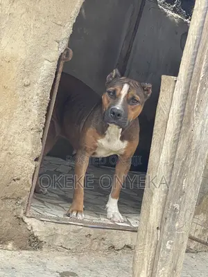 1+ year Female Purebred American Pit Bull Terrier