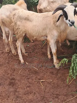 Rams Available for Sale