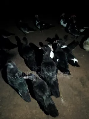 Duck for Sales