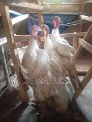 Foreign Turkey