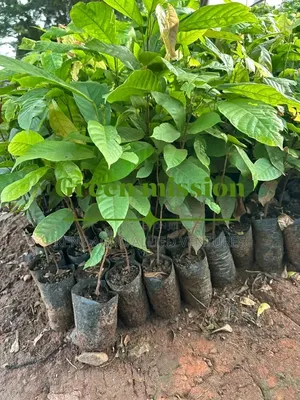 Hybrid Cocoa Seedlings