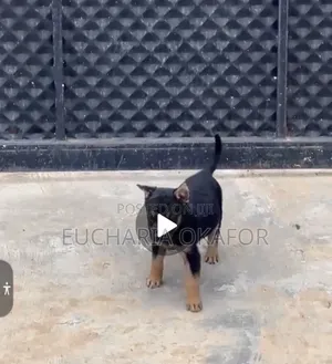 0-1 month Female Purebred German Shepherd