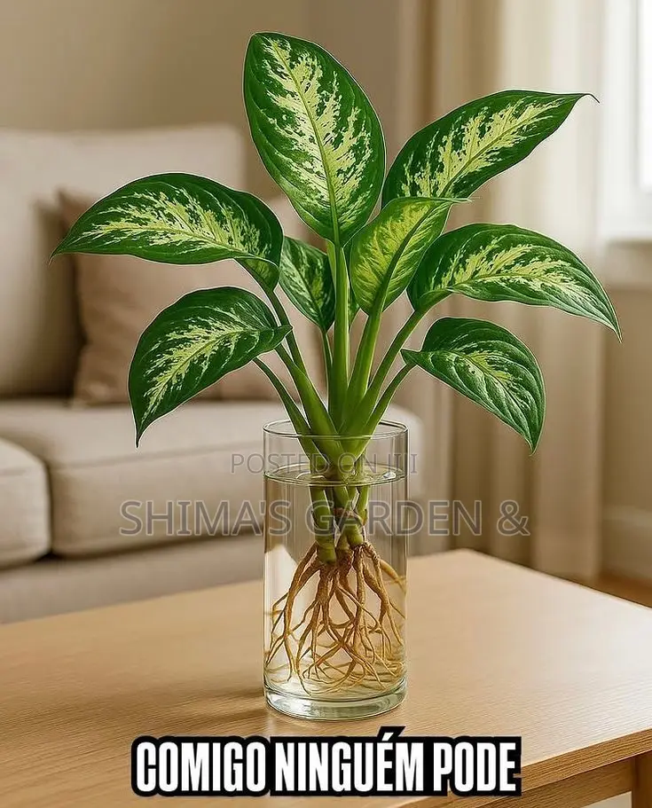 Horticultural Services