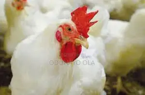 Big Broilers for the Sallah