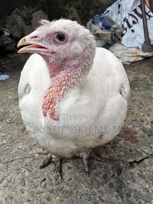 9 Months Turkey